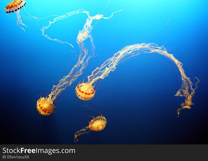 Purple-striped Jellyfish