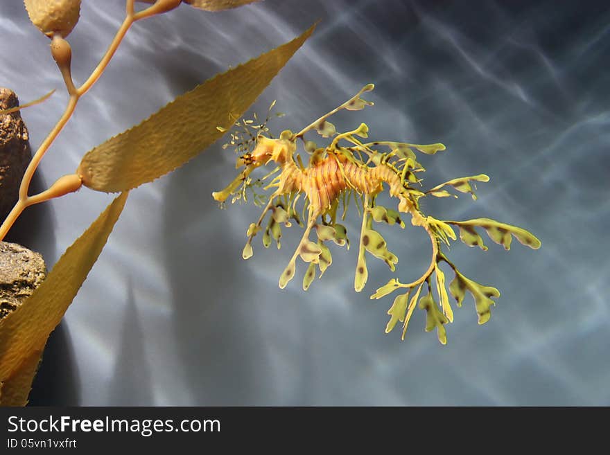 Leafy sea dragon