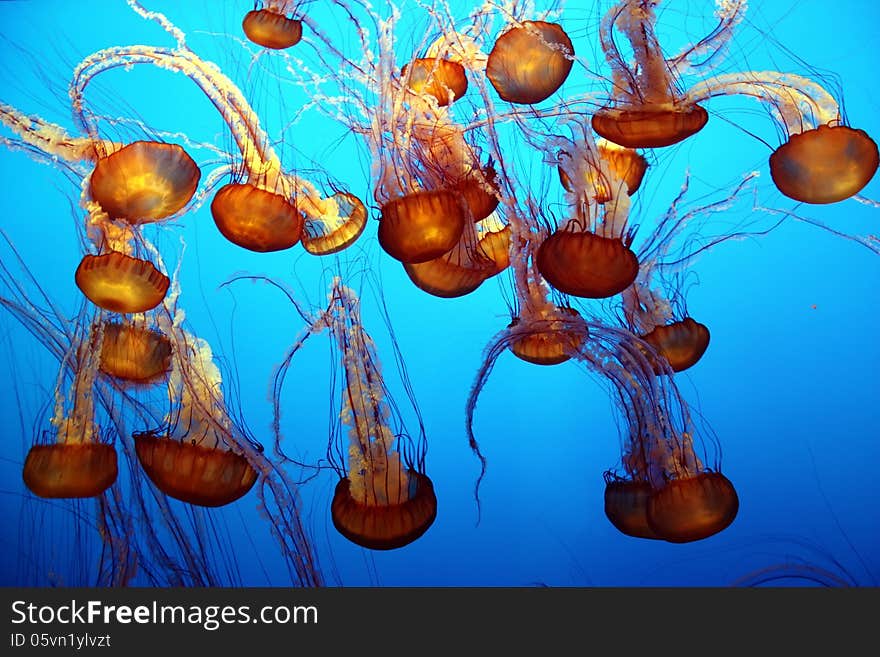 Sea nettle