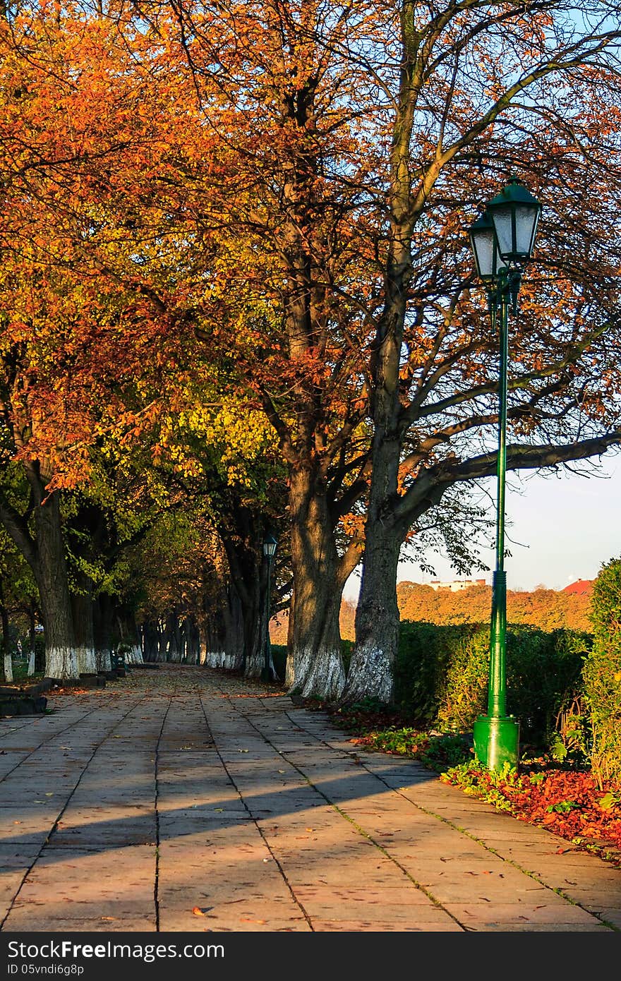 Trees turned yellow on morning fall alley