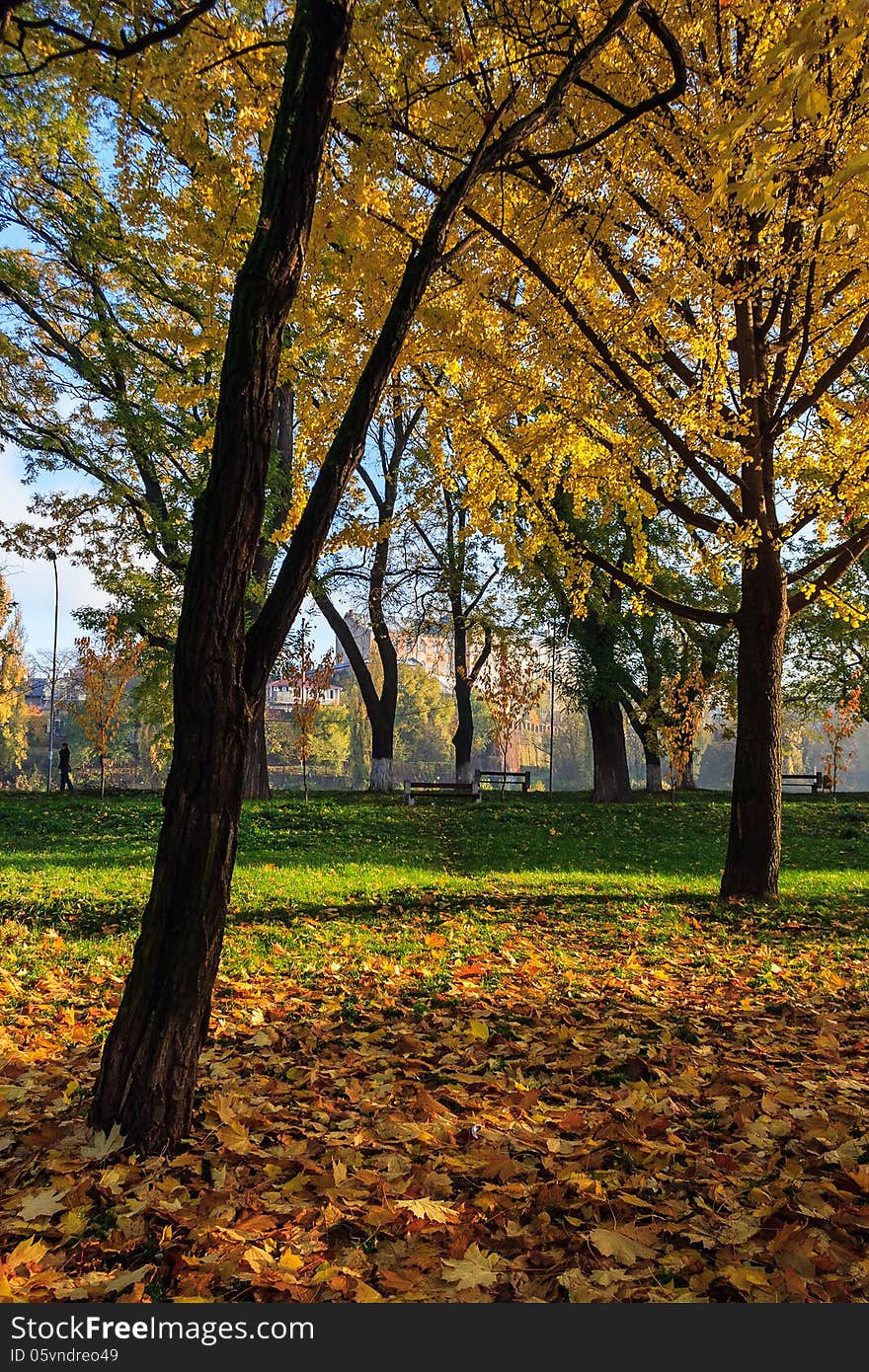 In autumn yellow leaves fall on the green grass in a public park on the waterfront. In autumn yellow leaves fall on the green grass in a public park on the waterfront