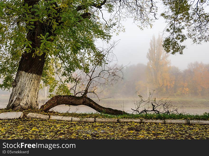Branch of a tree has fallen on the part of the pedestrian embankment in the fog. Branch of a tree has fallen on the part of the pedestrian embankment in the fog