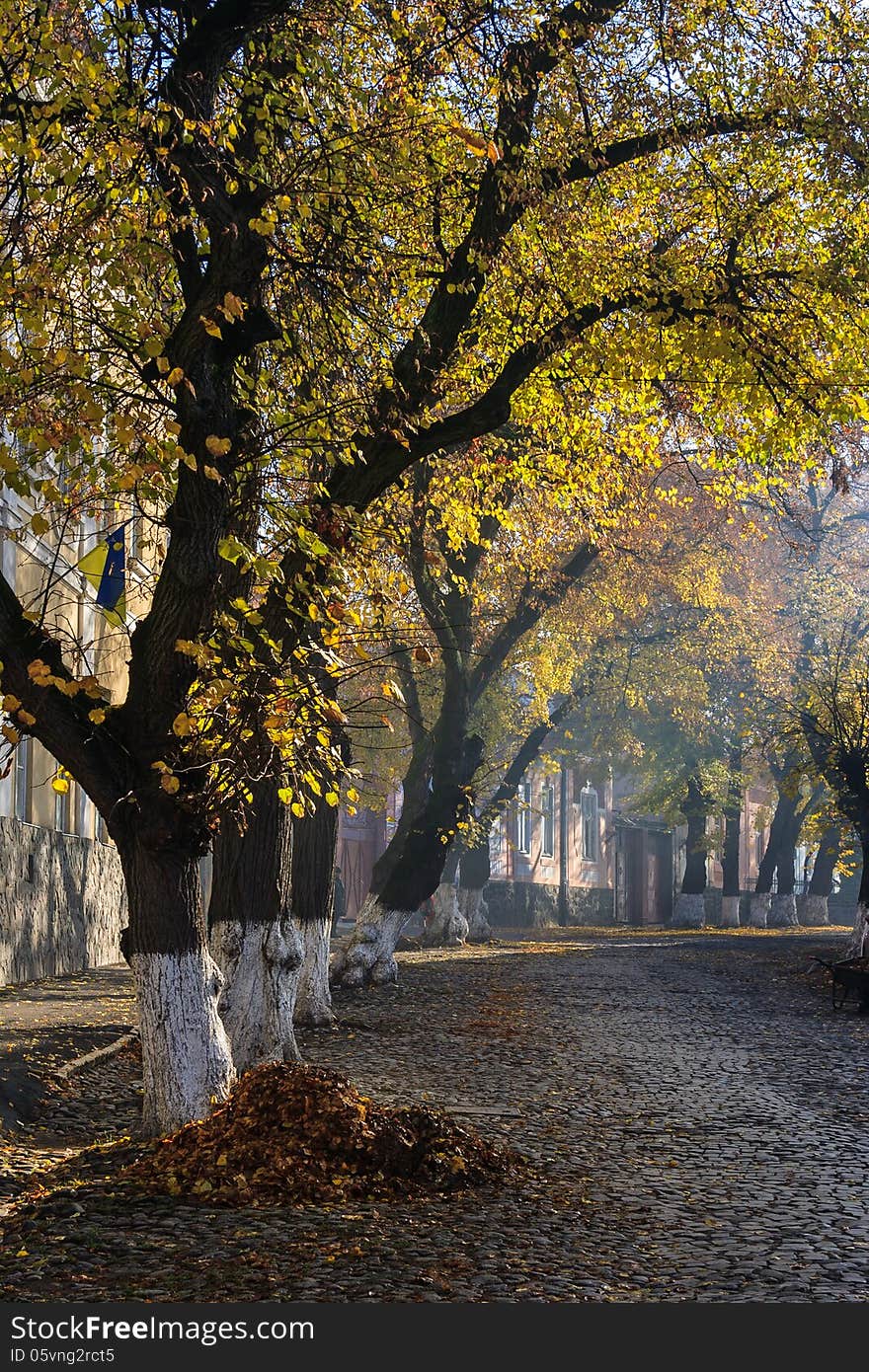 Cobbled street with fallen trees in old town in the early morning