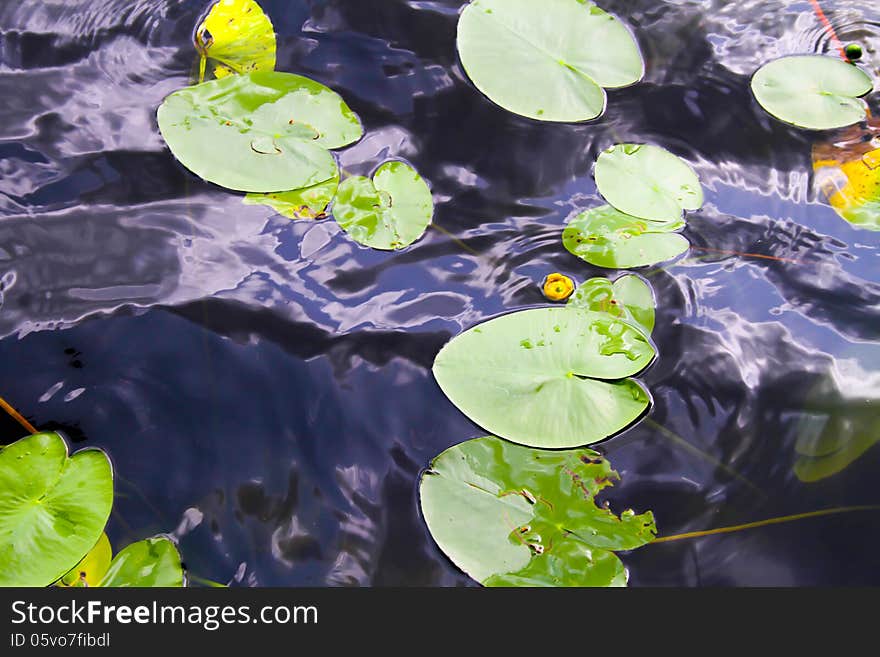 Water Lily In A Pond