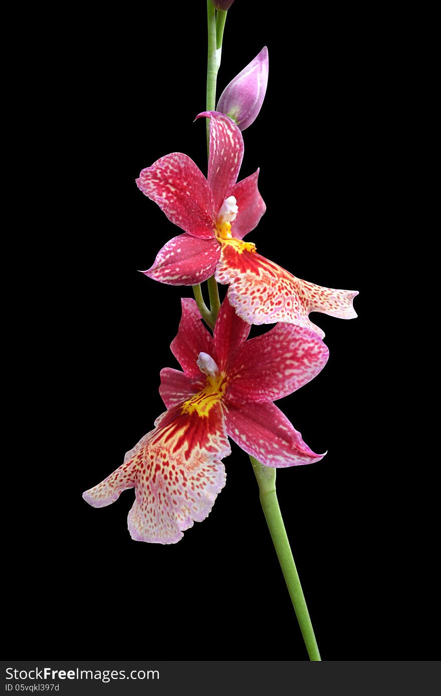 Orchids on a black background