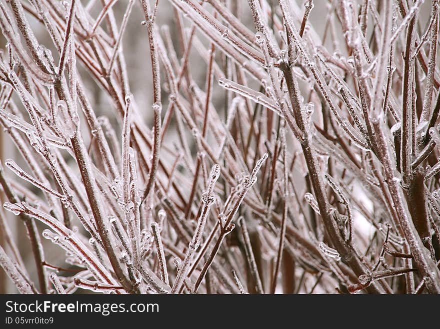 icy branches