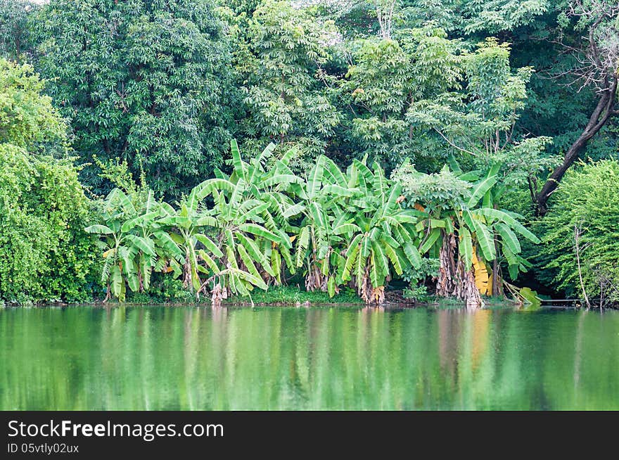 Tropical forest banana tree center .