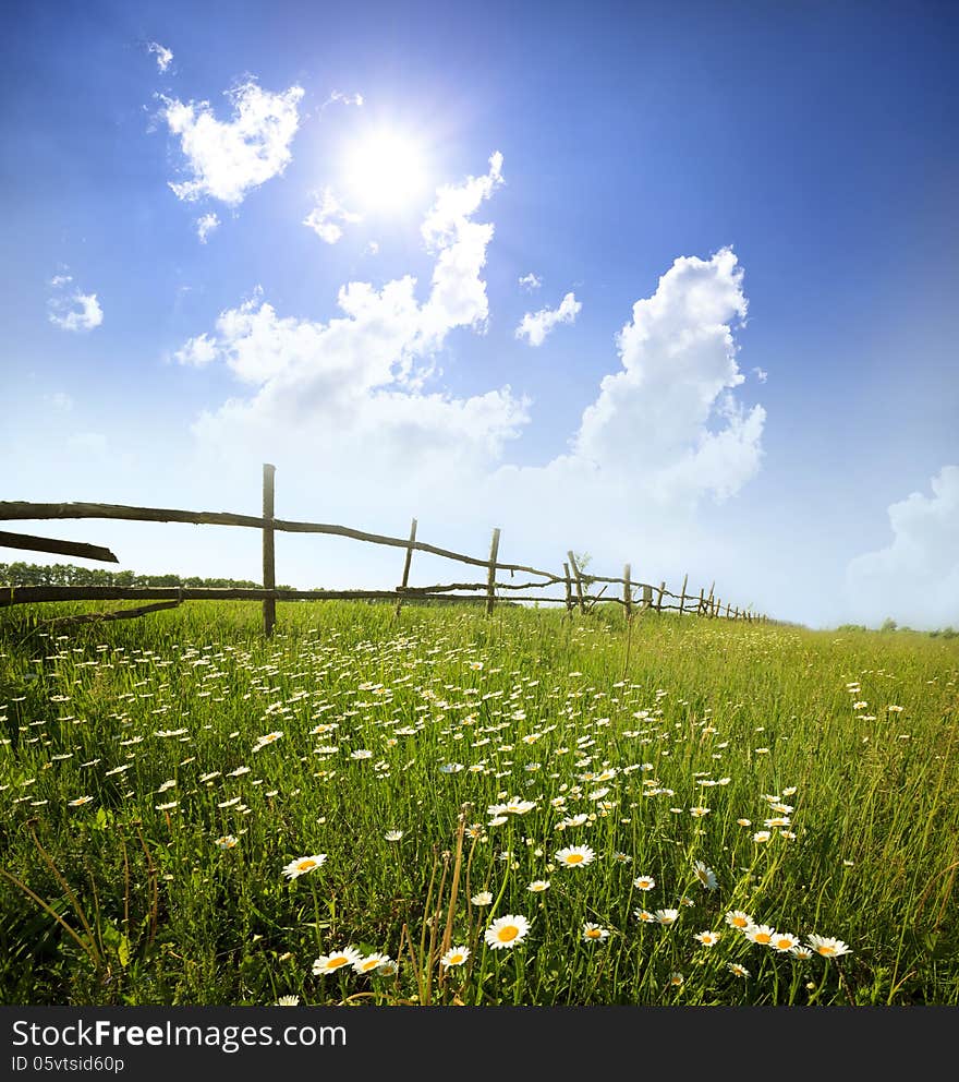 Field of daisies, blue sky and sun. Field of daisies, blue sky and sun.