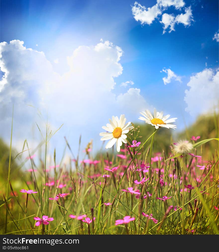 Beautiful spring background with flowers. Beautiful spring background with flowers