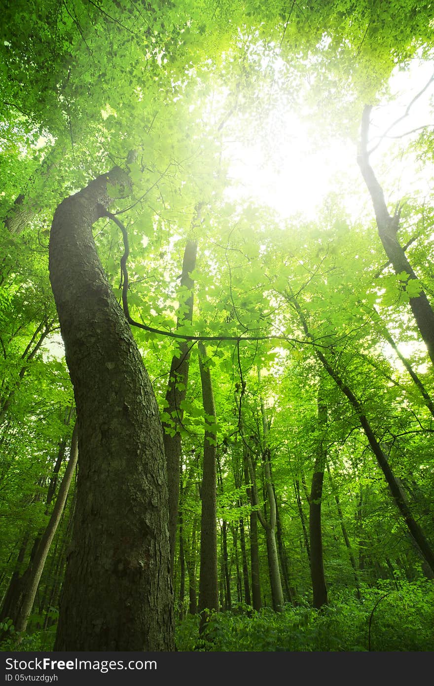 Sunlight in the green forest, spring time