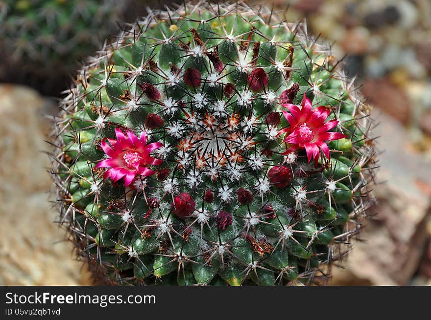 Prickly flowering cactus plant