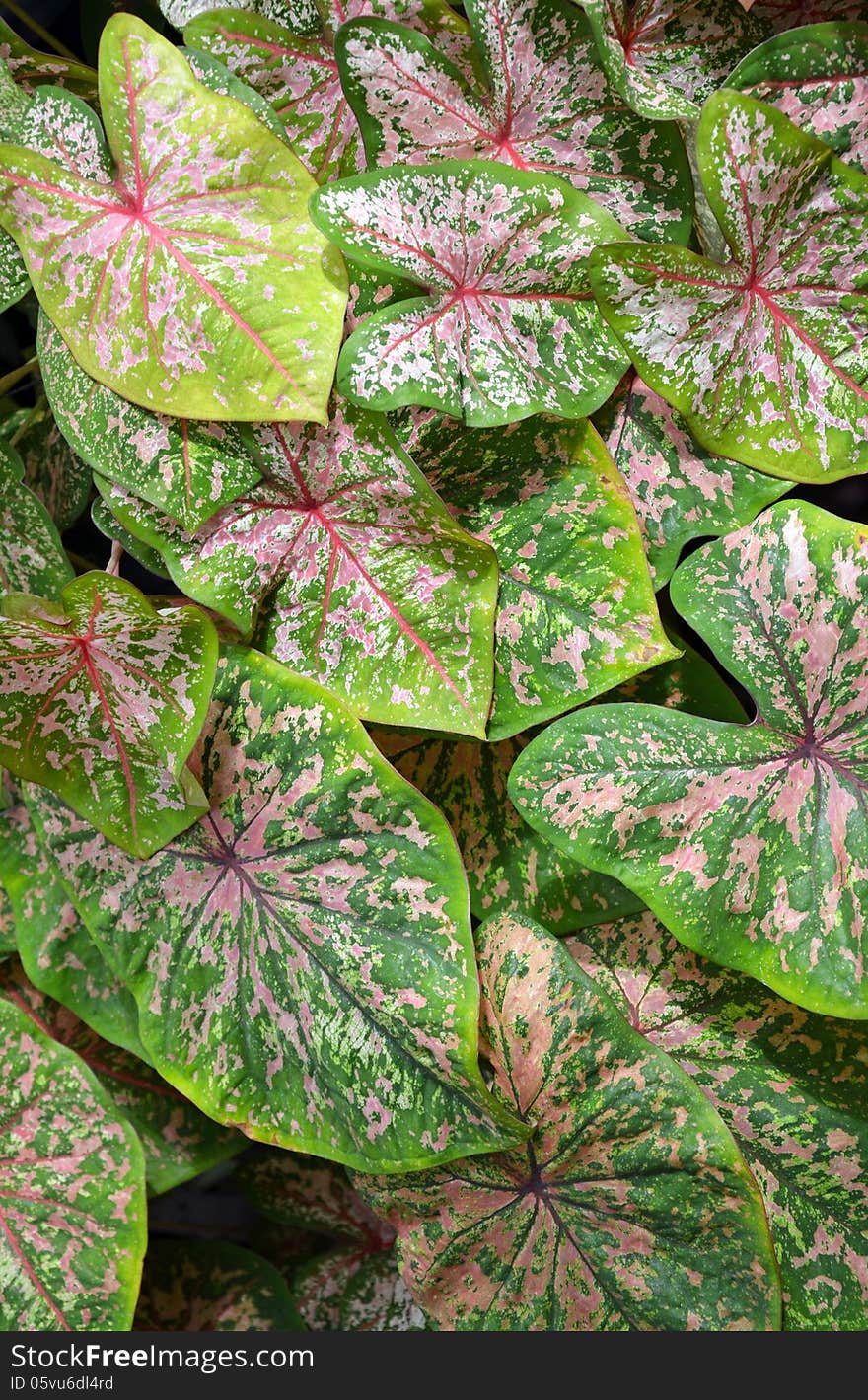 Elephant ear plants