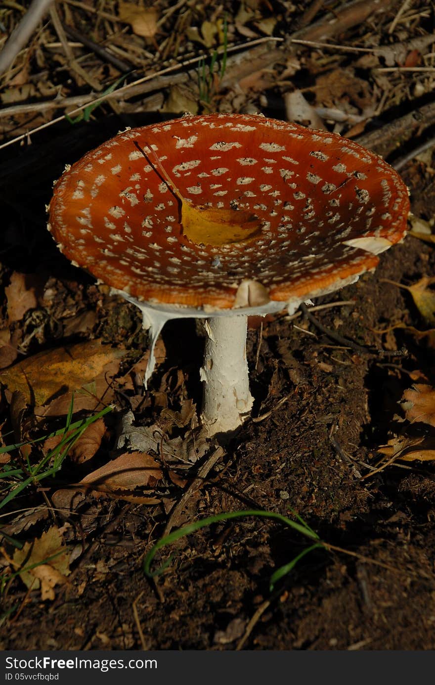 A photograph taken of a toadstool in late autumn, surrounded by golden leaves. A photograph taken of a toadstool in late autumn, surrounded by golden leaves.