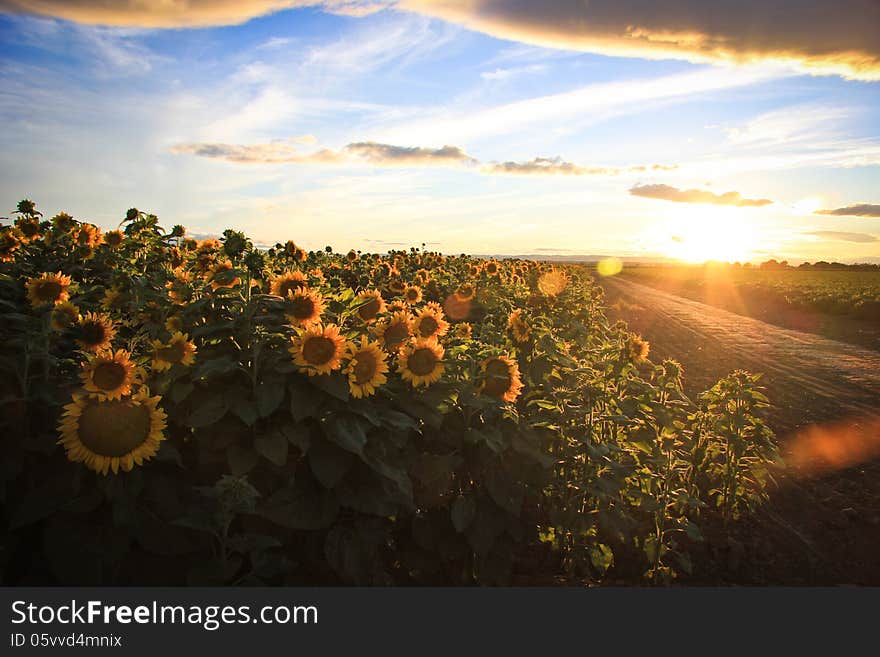 Sunflower Fields On A Country Road