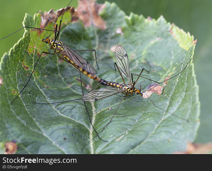 Crane flies (Tipulidae )belong to order Diptera, as well as ordinary mosquitoes and flies. But they are perfectly safe for a man to feed on nectar or suck the water. Some of them are very attractive. Found amongst the grass on wet meadows or in the woods. The length varies from 2 to 60 mm. Crane flies (Tipulidae )belong to order Diptera, as well as ordinary mosquitoes and flies. But they are perfectly safe for a man to feed on nectar or suck the water. Some of them are very attractive. Found amongst the grass on wet meadows or in the woods. The length varies from 2 to 60 mm