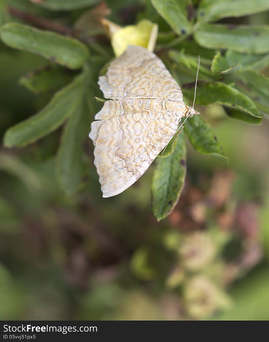 Moth: Camptogramma bilineata