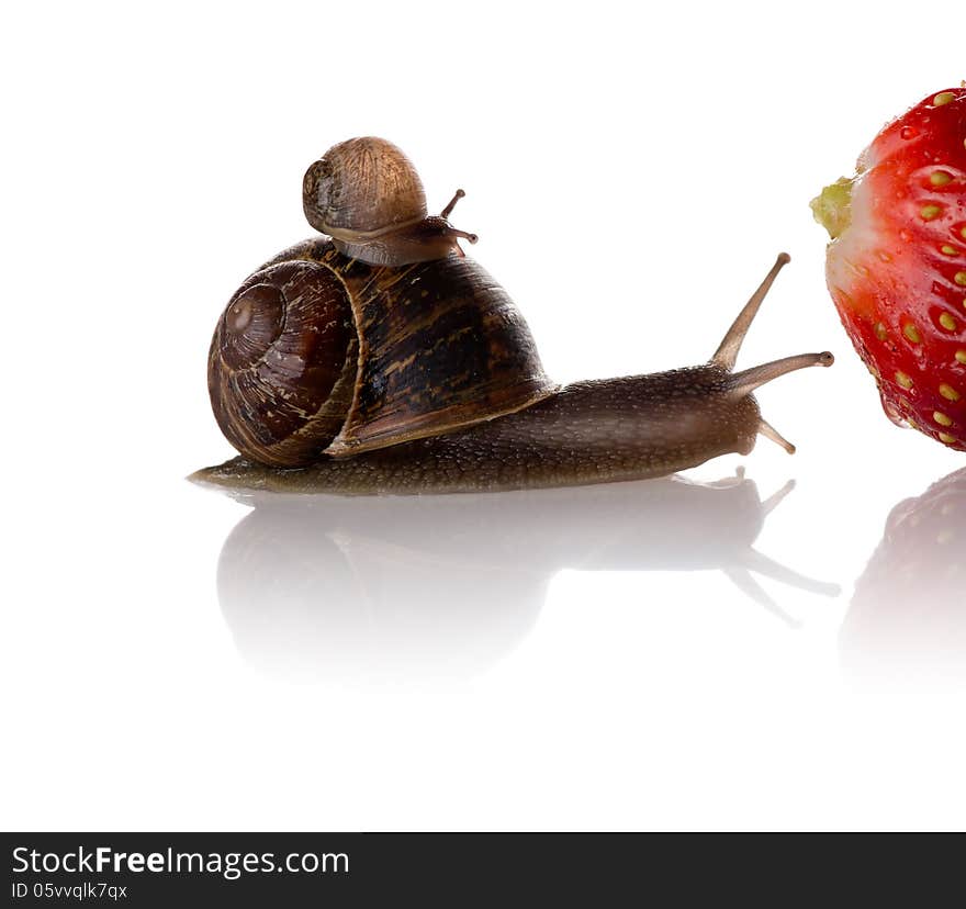 A photo of mother and baby snails on the way to a big strawberry.