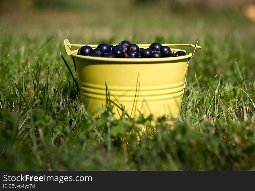 A bucket full of blackcurrants on grass background