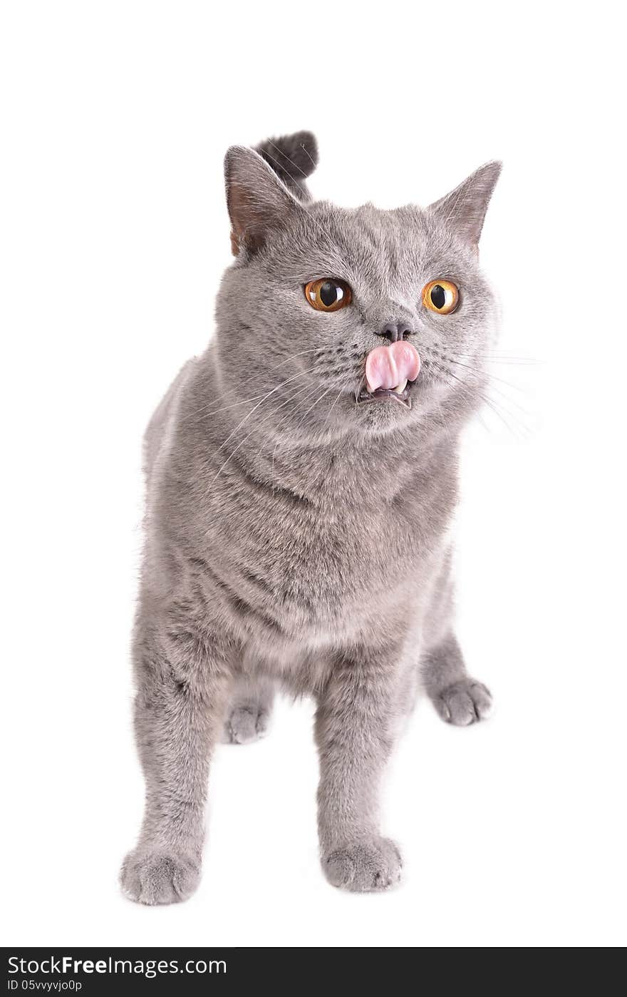 Cat on a white background. Cat on a white background