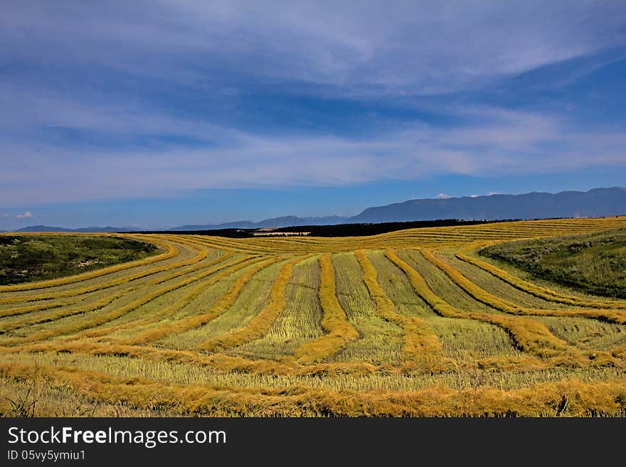 Harvest Lines