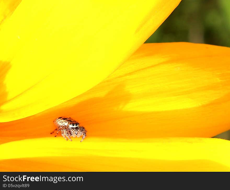 Spider watching you