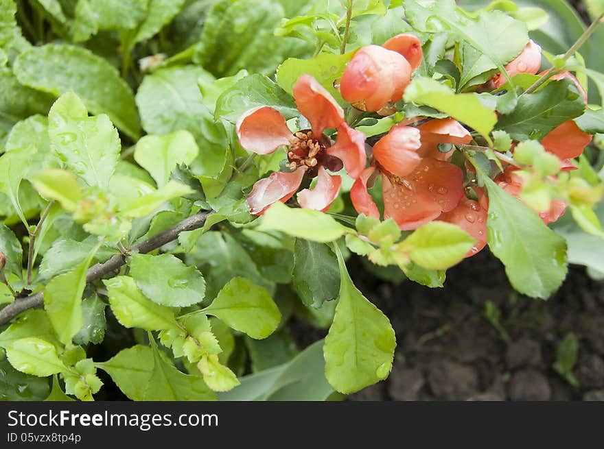 Blossoms quince tree branch after rain