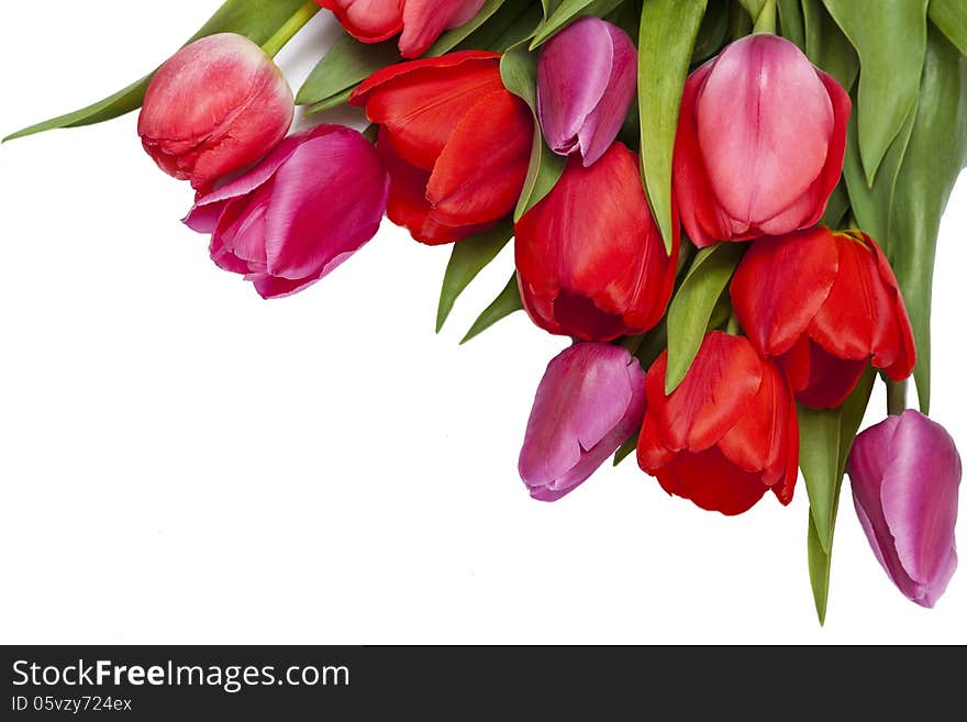 Pink and purple tulips isolated on white background. Pink and purple tulips isolated on white background