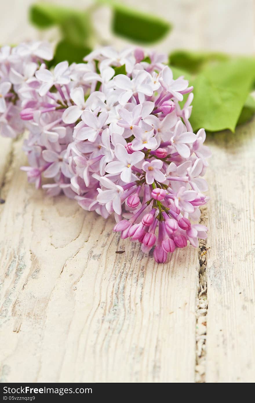 Lilac branch on wooden table