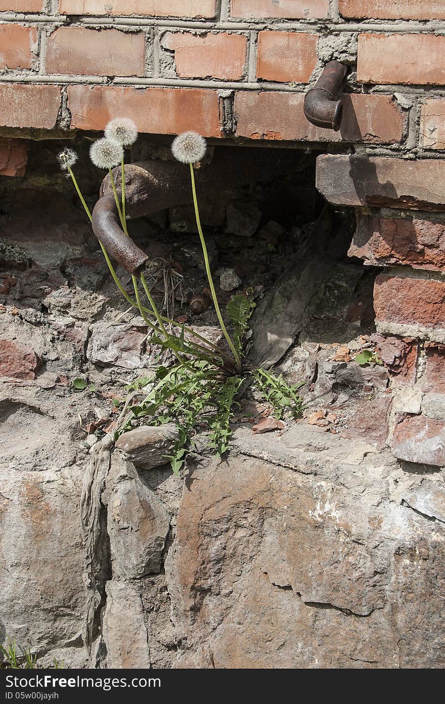 Dandelions Growing On An Old Brick Wall, Vertical Format