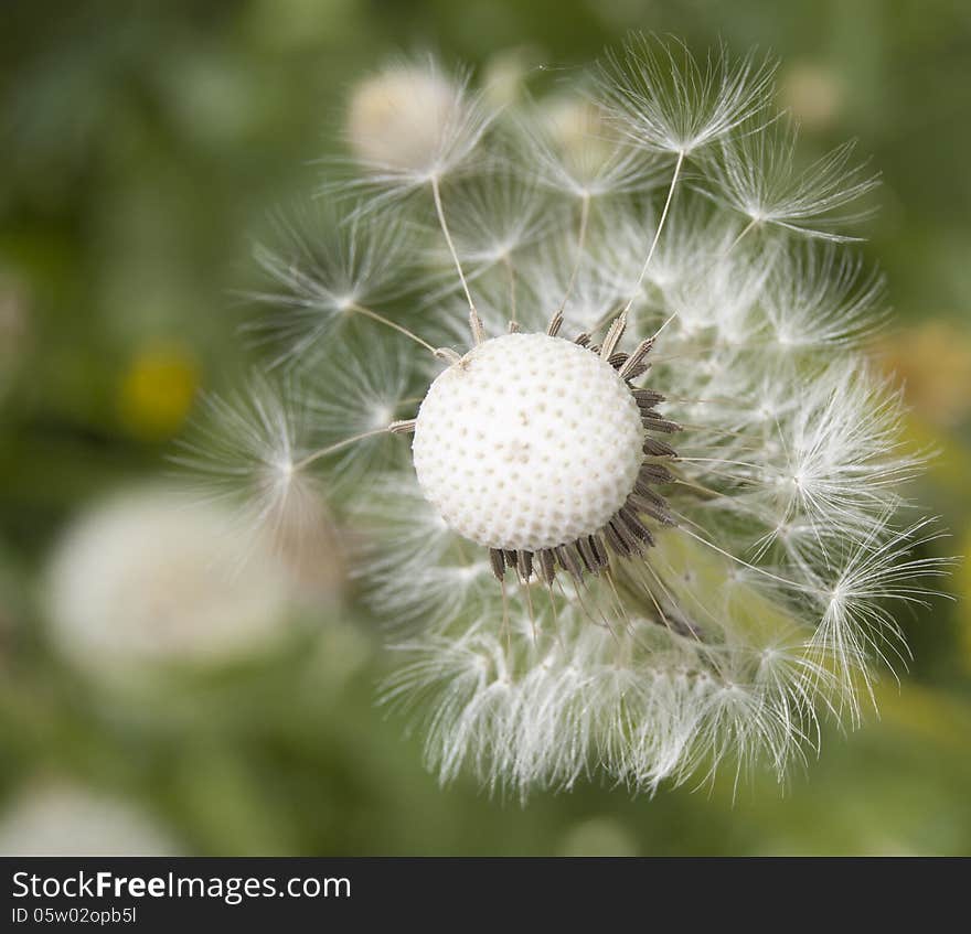 Dandelion. From the series Flowers in nature