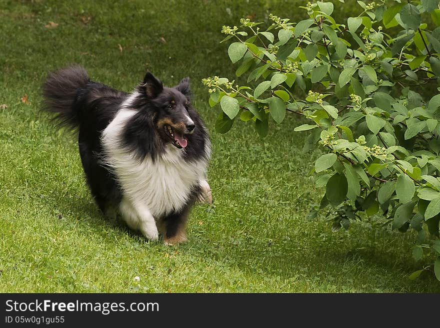 Shetland dog running in a park. Shetland dog running in a park