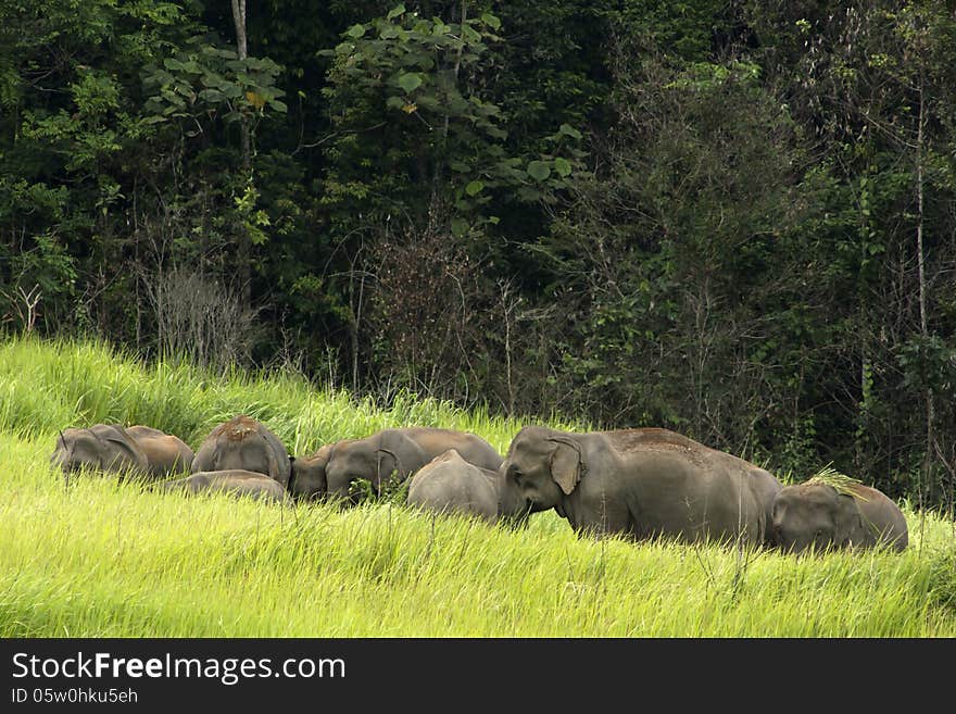 Khao Yai National Park, Thailand elephant eat a lot of deals together in the rainy season. Khao Yai National Park, Thailand elephant eat a lot of deals together in the rainy season.