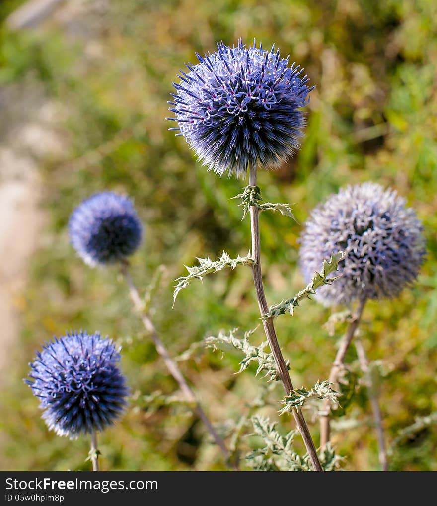 Wild thorn covered landscape with blue balls 2