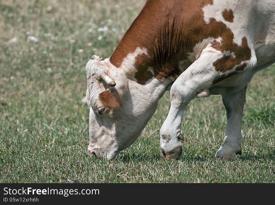 Brown-white cow grazing in the grass. Brown-white cow grazing in the grass