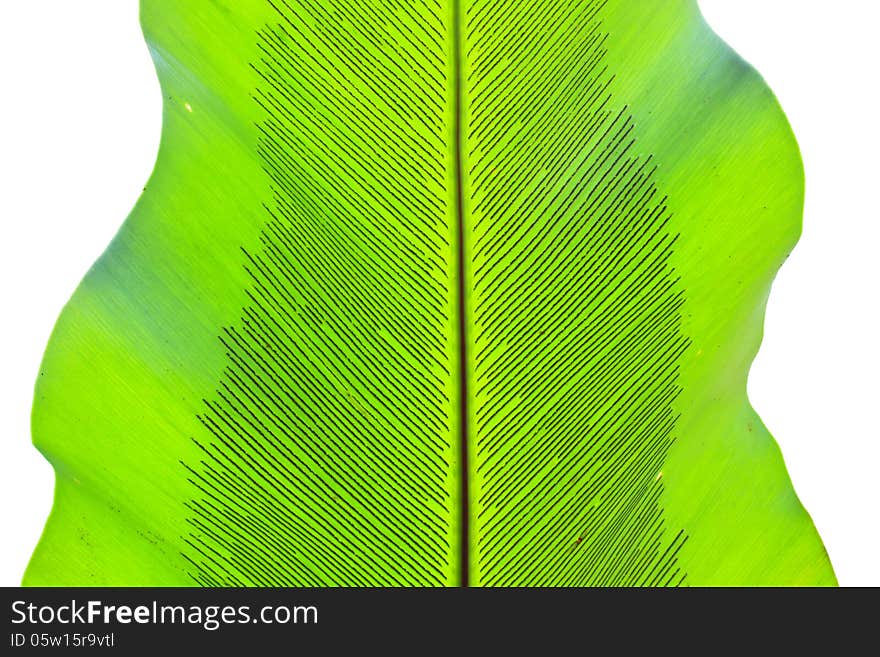 Bird's nest fern leaf texture