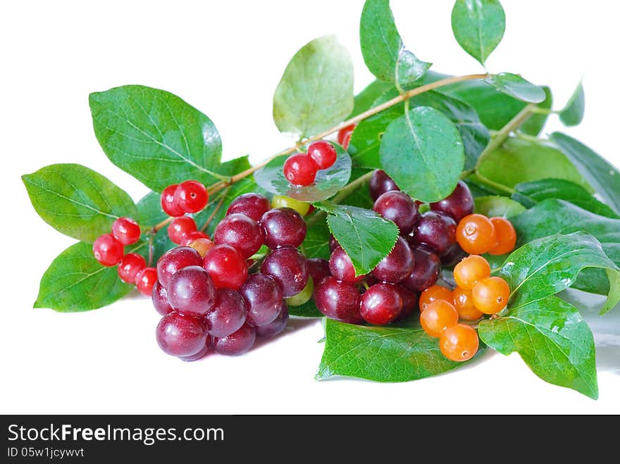 Beautiful berries on a white background