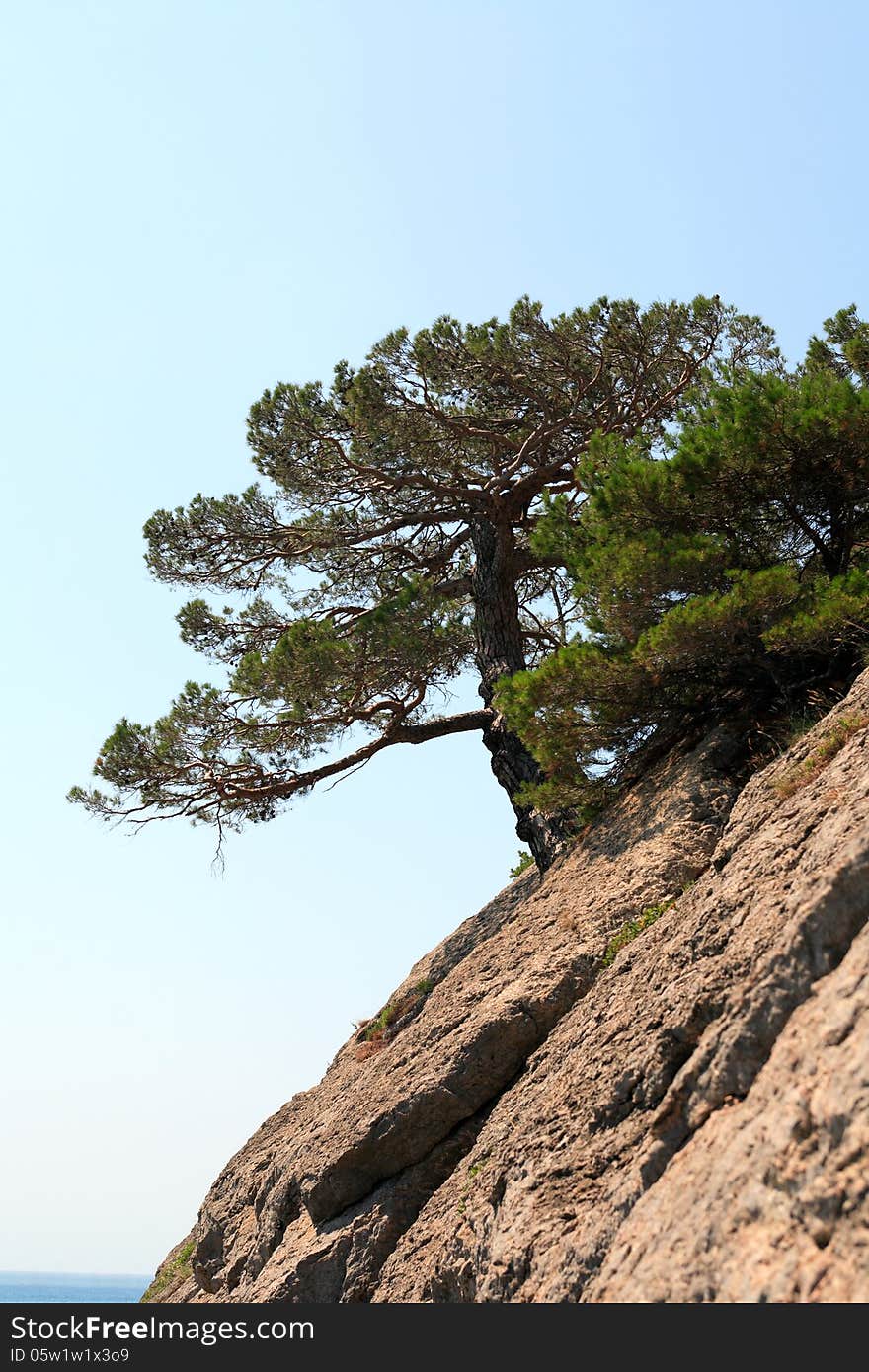 Tree On The Rock