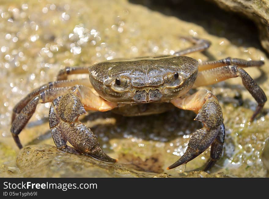 Crab on the rocks near the waterfall