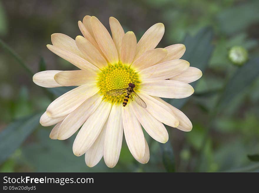 Fly Syrphidae At The Autumn Chrysanthemum.