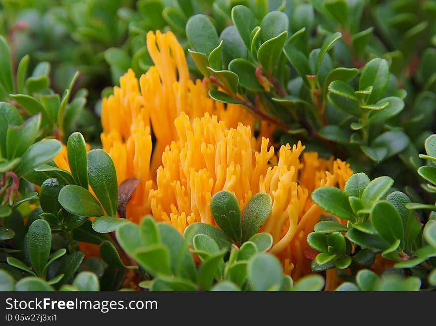 Bright Orange Fungus &x28;Calocera Viscosa&x29;