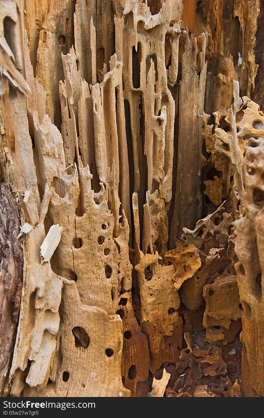 Wood damaged by beetle larvae