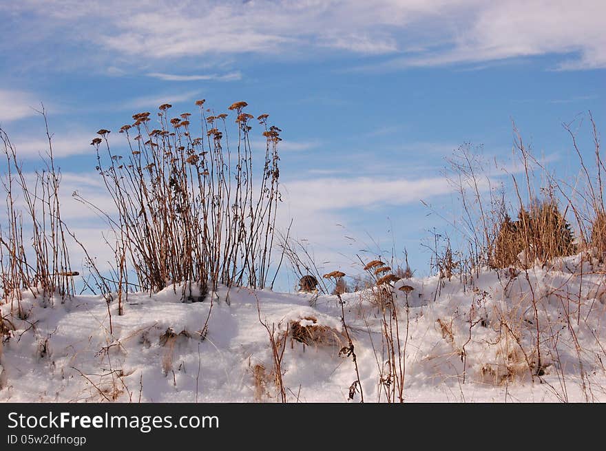 Dry flowers in the snow with beautiful blue sky in the background