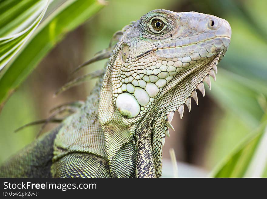 Iguana close up in nature