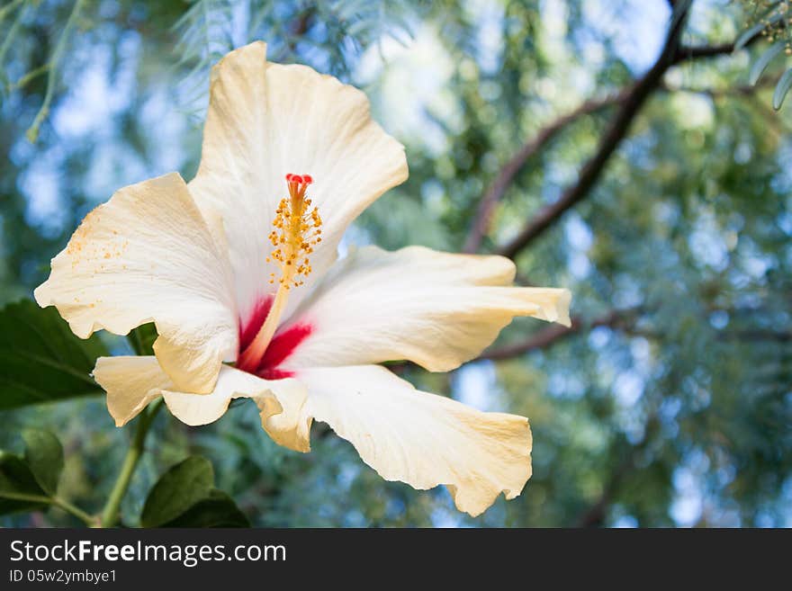 Ibiscus flower in the garden