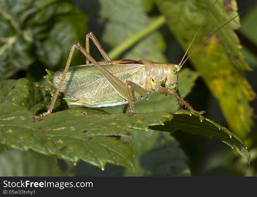 Grasshopper Singer - Tettigonia Cantans