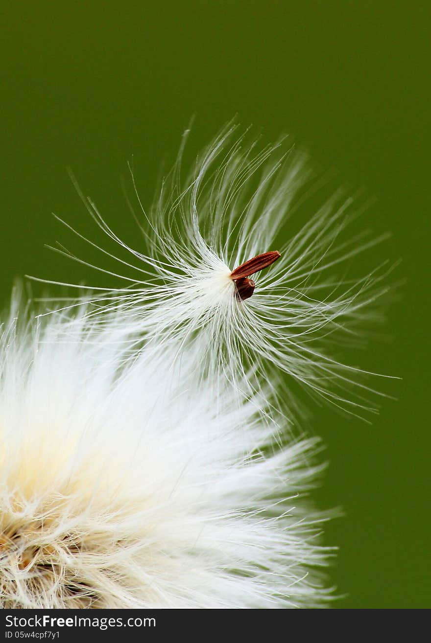 Dandelion seeds, caught on a host plant, are ready to go with the breeze.