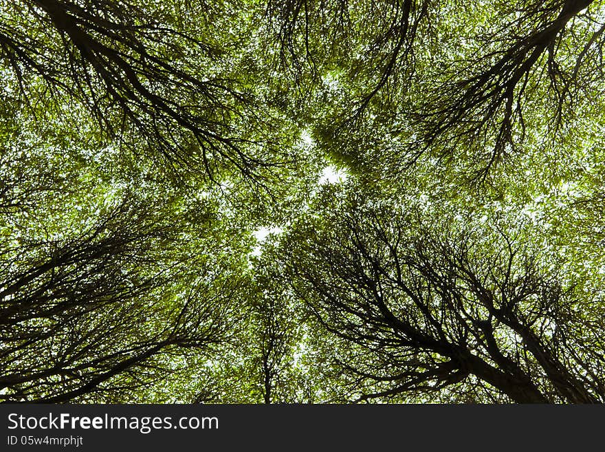 Branches of willows are closed over the head. Branches of willows are closed over the head