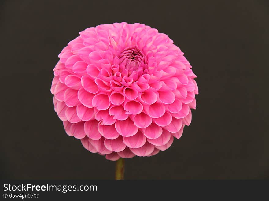 Dahlia Plant.