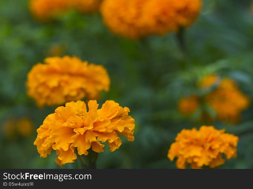 Backround with orange marigolds flowers