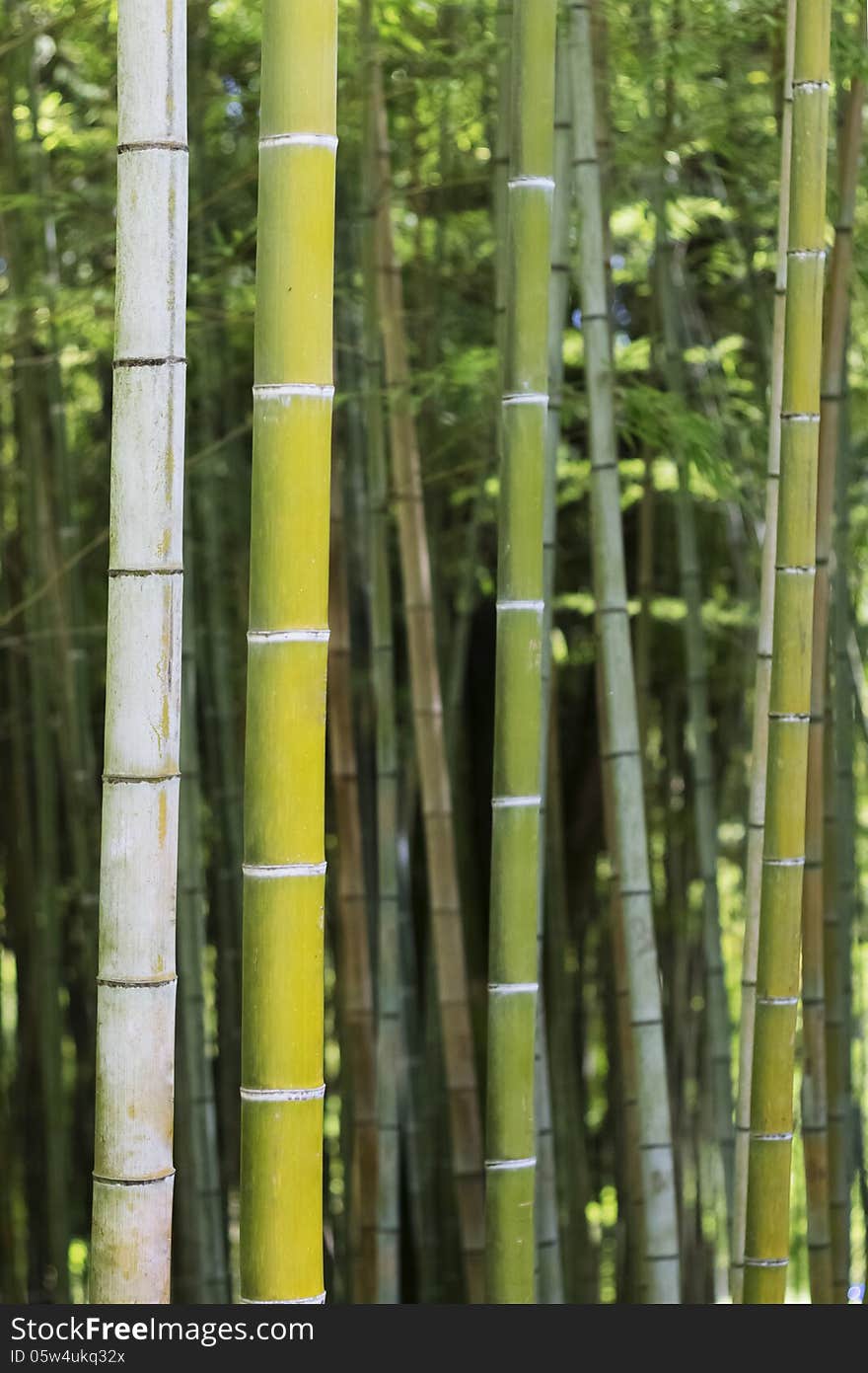 Background with green bamboo in garden